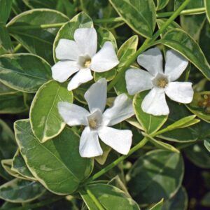 Gravmyrt 'Evelyn' | Plante i 2L-potte