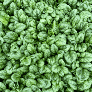 Spinat 'El Swing' | Storforpakning | Pakke á 100 000 frø