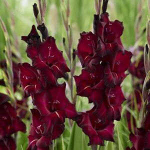 Gladiol ‘Black Surprise’ | 7 knoller