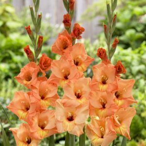 Oransje Gladioler | 25 knoller