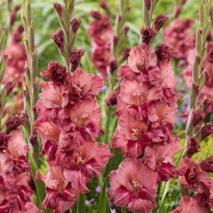 Gladiol ‘Rusty Chestnut’ | 7 knoller