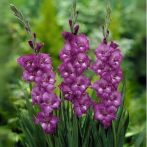 Lilla Gladioler | 25 knoller