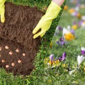 Vårblomster til gressplen
