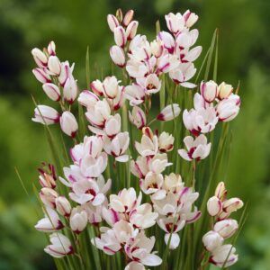 Kornlilje ‘Spotlight’ | 20 blomsterløk