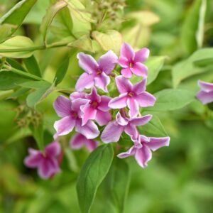 Jasmin 'Summer Scent Pink' | Plante i 9cm-potte