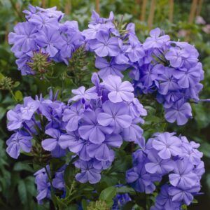 Blå Blyrot | Plante i 9cm-potte