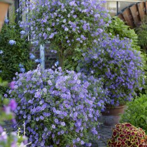 Blå Potetblomst | Plante i 9cm-potte