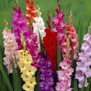Gladioler i Fargemiks | 60 store knoller
