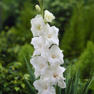 Hvite Gladioler | 25 knoller