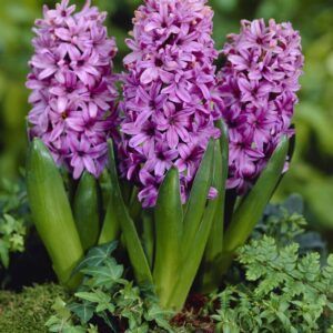 Hyasint 'Purple Voice' | 5 blomsterløk av Svibler