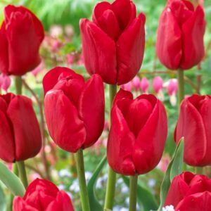 Tulipaner 'Ile de France' | 7 tulipanløk