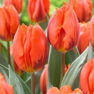 Tulipaner 'Hermitage' | 7 blomsterløk