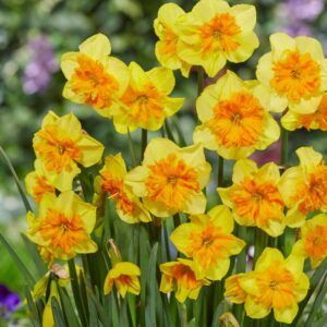 Narsisser 'Slice of life' | 5 blomsterløk av påskelilje