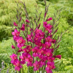 Vintergladiol | 10 blomsterløk