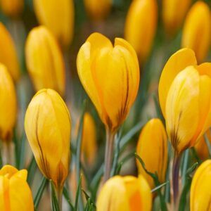 Gule krokus | 8 blomsterløk