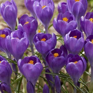 Krokus 'Blue Ocean' | 10 blomsterløk