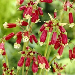 Rødklokke ‘Ida-Maia’ | 10 knoller