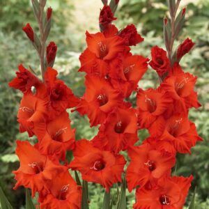 Røde Gladioler | 25 knoller