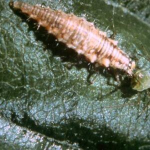 Biologisk plantevern