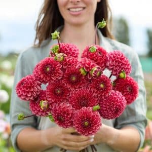 Dahlia 'Ariston' | 1 georgineknoll