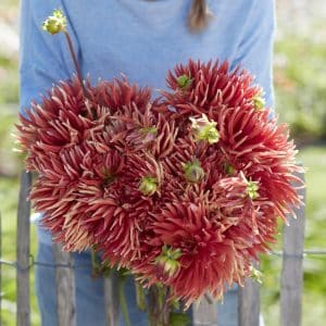 Dahlia 'Autumn Orange' | 1 georgineknoll