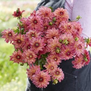Dahlia 'Belfloor' | 1 georgineknoll