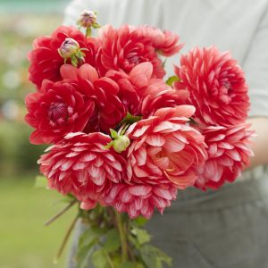 Dahlia 'R Mona' | 1 georgineknoll