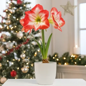 Amaryllis ‘Blossom Peacock’ | I plastpotte med 2 knopper