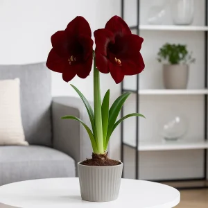 Amaryllis ‘Dark Red’ | I plastpotte med 2 knopper