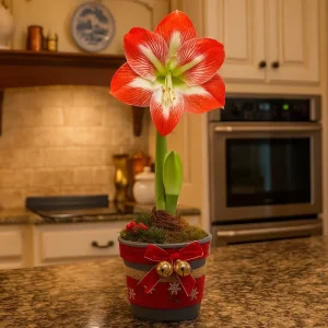 Amaryllis ‘Exotic Striped’ | I plastpotte med 2 knopper