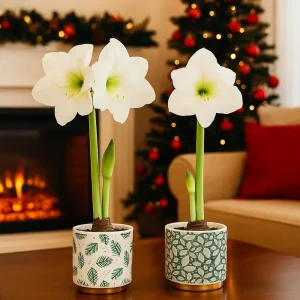 Hvite Amaryllis | 2 blomsterløk i dekorative potter