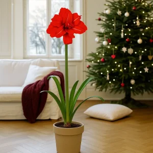 Amaryllis ‘Red Peacock’ | I plastpotte med 2 knopper