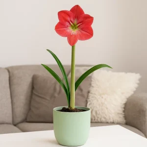 Amaryllis 'Sweet Pink' | 1 blomsterløk i plastpotte