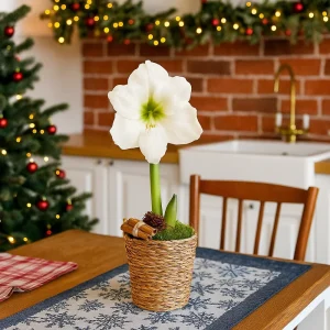 Hvit Amaryllis | 1 blomsterløk i flettet potte med pynt