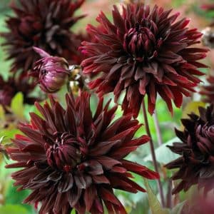 Dahlia 'Black Jack' | 1 georgineknoll