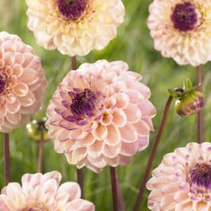 Dahlia 'Wine Eyed Jill' | 1 georgineknoll