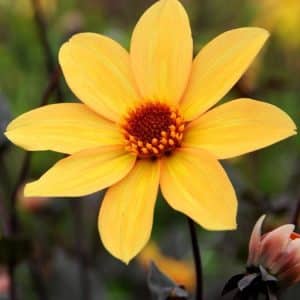 Dahlia 'Bishop of York' | 1 georgineknoll