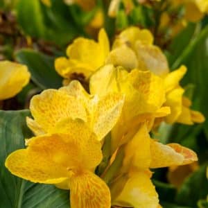 Kanna ‘Cleopatre Yellow’ | 1 blomsterløk
