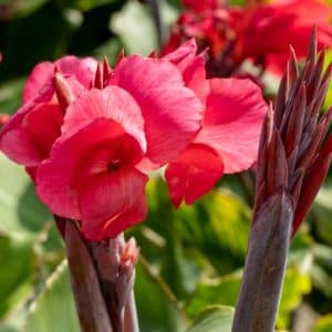 Kanna ‘Red Beauty’ | 1 blomsterløk