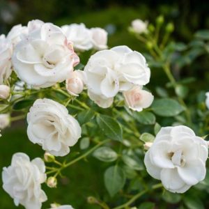 Klaserose 'Aspirin' | 1 rose på barrot