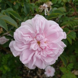 Historisk Rose 'Stanwell Perpetual' | 1 rose på barrot