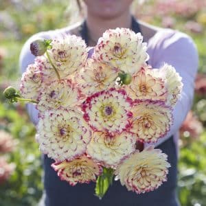 Dahlia 'Aphrodite' | 1 georgineknoll