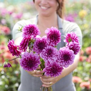 Dahlia 'Blue Bell' | 1 georgineknoll