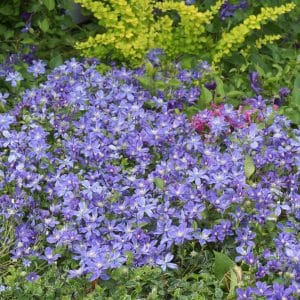 Klematis 'Arabella' | Plante i 2L-potte