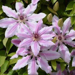 Klematis 'Nelly Moser' | Plante i 2L-potte