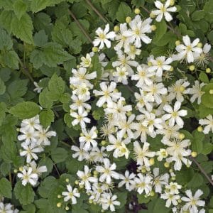 Klematis 'Paul Farges' | Plante i 2L-potte