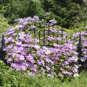 Klematis 'Piilu' | Plante i 2L-potte