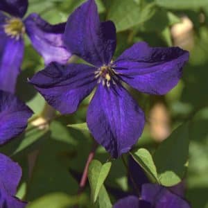 Klematis 'Polish Spirit' | Plante i 2L-potte