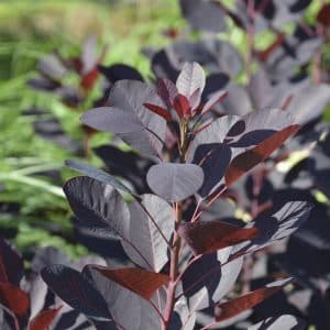 Parykkbusk 'Royal Purple' | Plante i 2L-potte