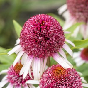 Purpursolhatt 'Strawberry and Cream' | Plante i 2L-potte